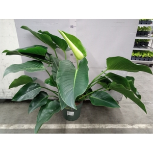 Philodendron  'Green Beauty'