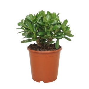 Crassula ovata