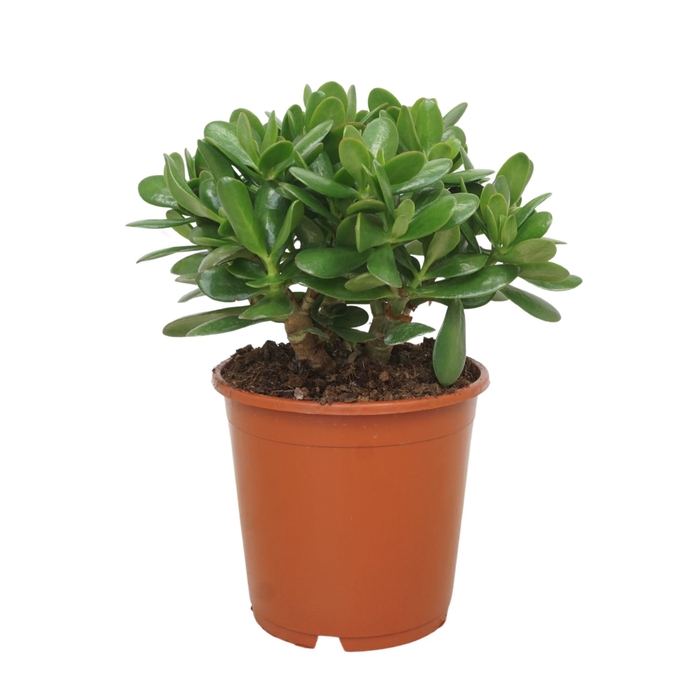 <h4>Crassula ovata</h4>