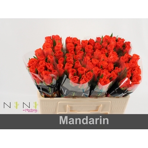 Rosa large mandarin