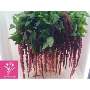 AMAR CA RED CORD