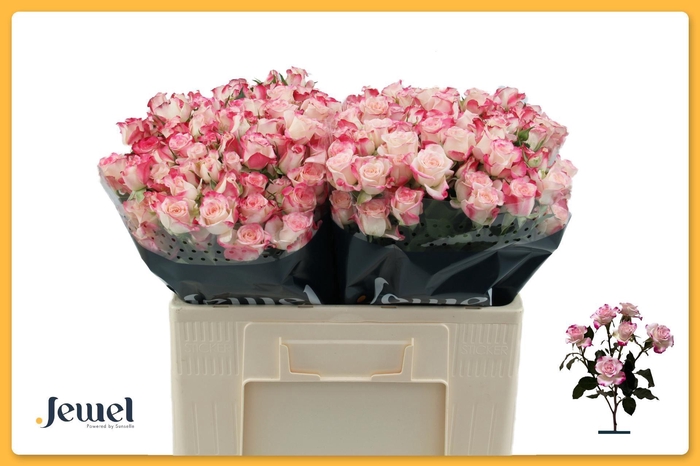 <h4>ROSA TR 'REFLEX'</h4>