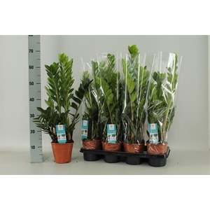Zamioculcas zamifolia 14Ø 70cm 5st