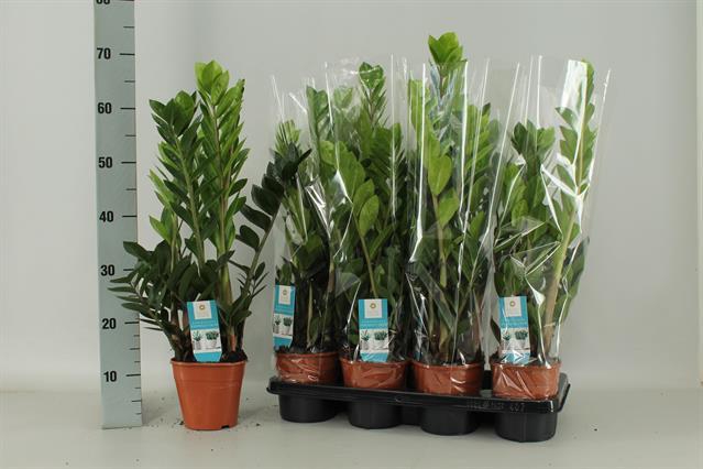 Zamioculcas zamifolia 14Ø 70cm 5st