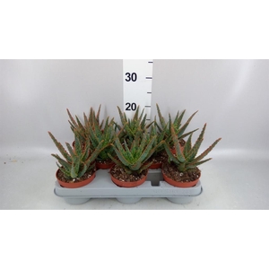 Aloe   ...