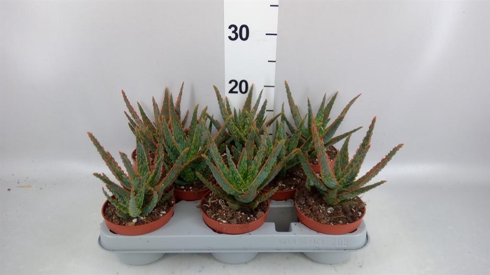 <h4>Aloe   ...</h4>