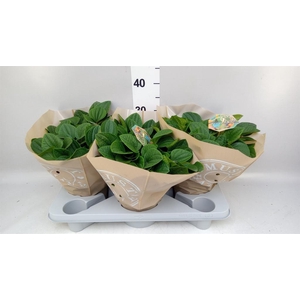 Peperomia albov. 'Rana Verde'