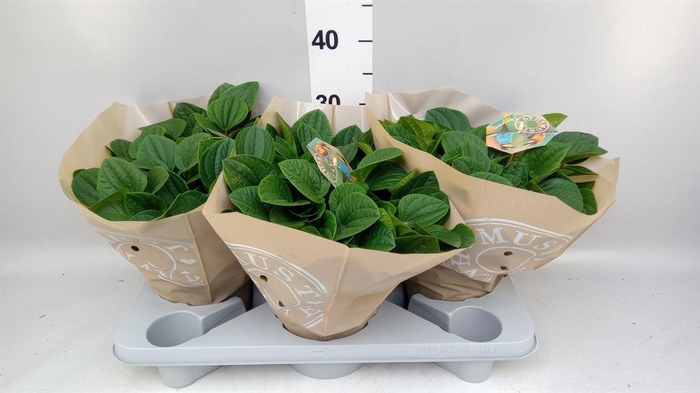 <h4>Peperomia albov. 'Rana Verde'</h4>