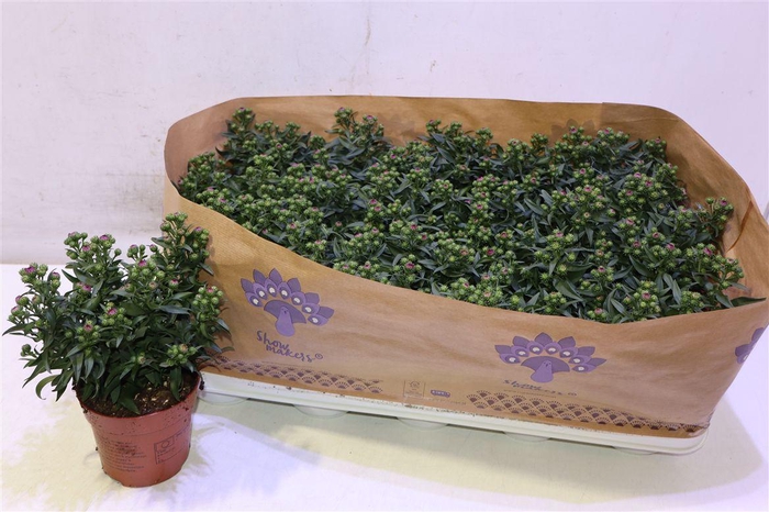 <h4>Aster Showm Magenta</h4>