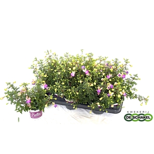 FUCHSIA B F BIANCA