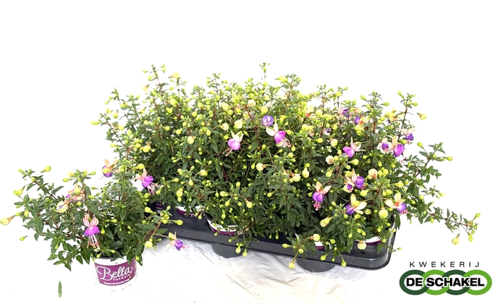 <h4>FUCHSIA B F BIANCA</h4>