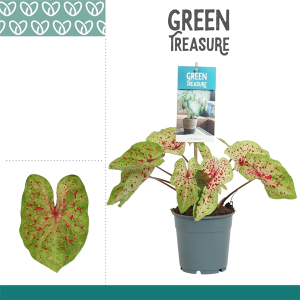 <h4>Caladium Miss Muffet</h4>