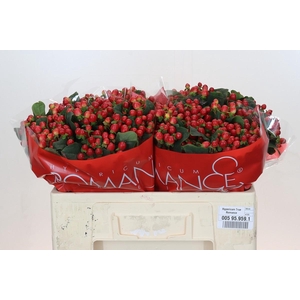 Hypericum True Romance