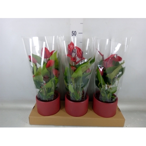Anthurium  'Banderola Lava'