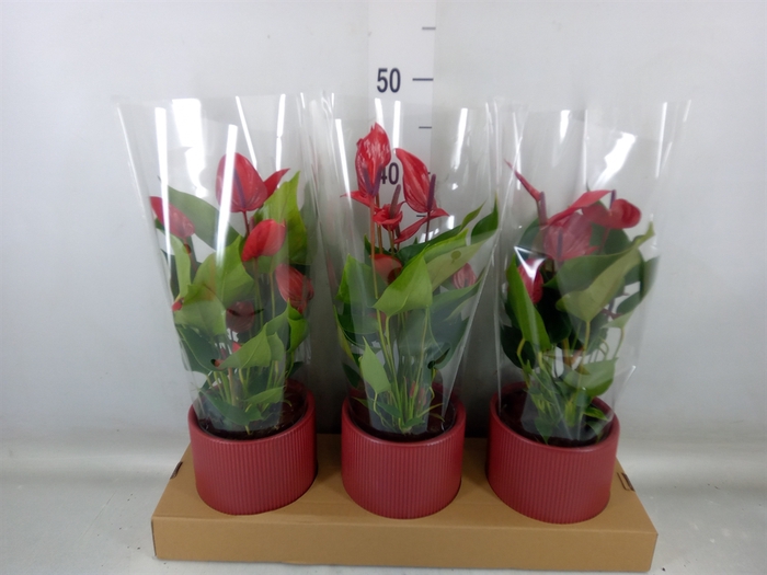 <h4>Anthurium  'Banderola Lava'</h4>