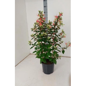 FUCHSIA W JUBELTEEN