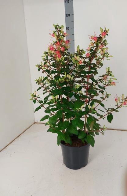 <h4>FUCHSIA W JUBELTEEN</h4>
