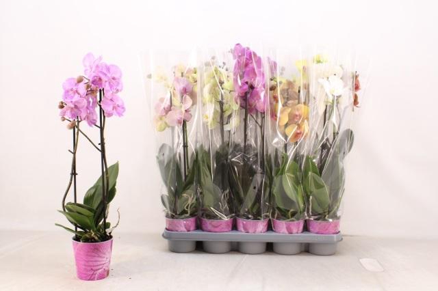 <h4>PHAL GEM 5 KL</h4>