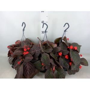 Episcia   ...
