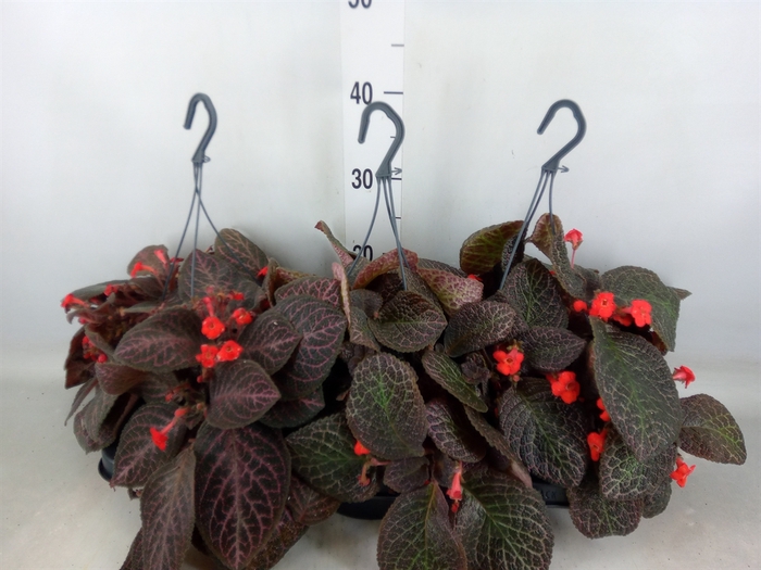 <h4>Episcia   ...</h4>