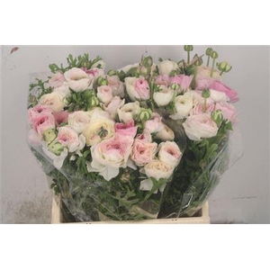 Ran El White Sfumato