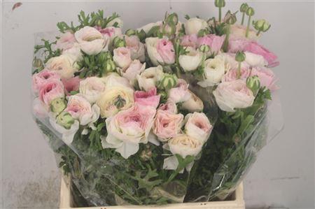 <h4>Ran El White Sfumato</h4>