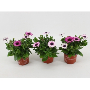 Osteospermum Cape Daisy Zanzibar Rose Bicolor