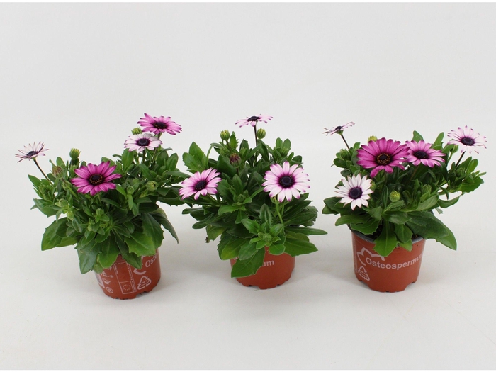 <h4>Osteospermum Cape Daisy Zanzibar Rose Bicolor</h4>