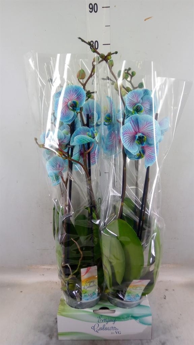 <h4>Phalaenopsis ...</h4>