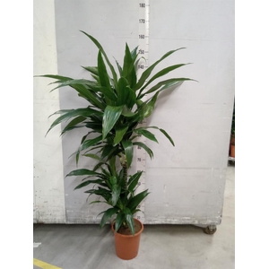 Dracaena frag. 'Janet Craig'