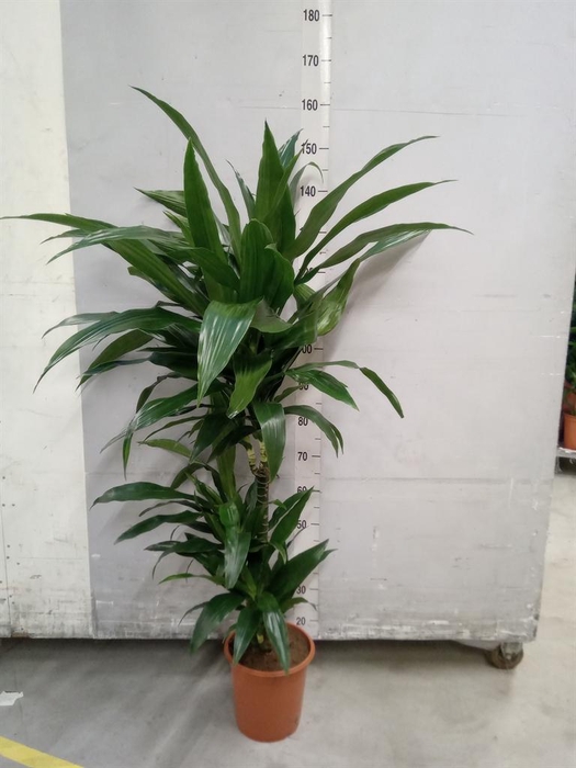 <h4>Dracaena frag. 'Janet Craig'</h4>