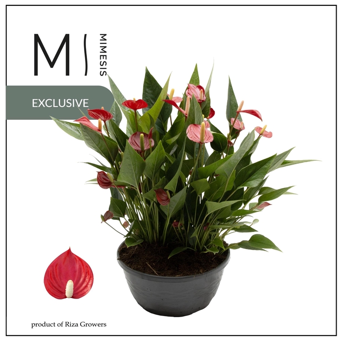 <h4>Mimesis Anthurium KARMA Million - 23cm Schaal</h4>