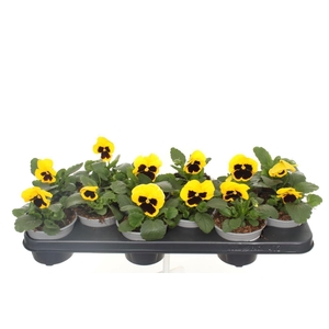 Viola F1 Yellow With Blotch