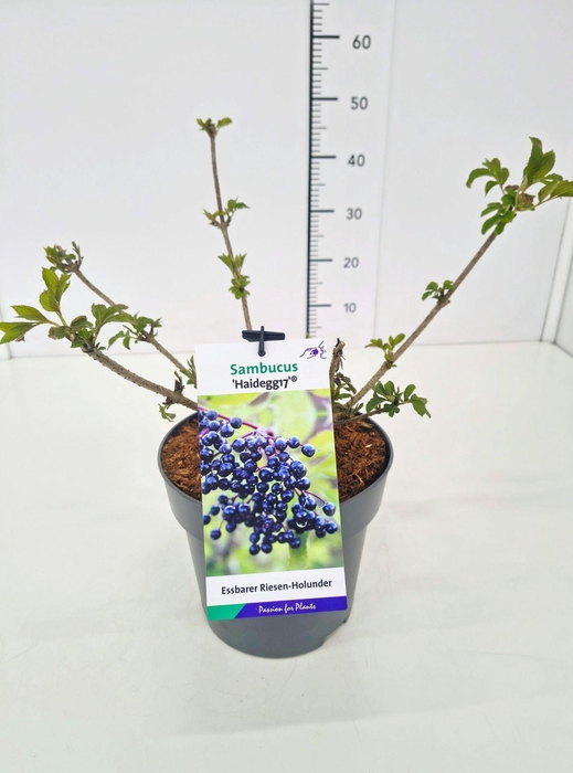 <h4>Sambucus nigra</h4>