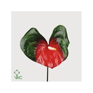 Anthurium Amigo