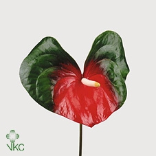 <h4>Anthurium Amigo</h4>