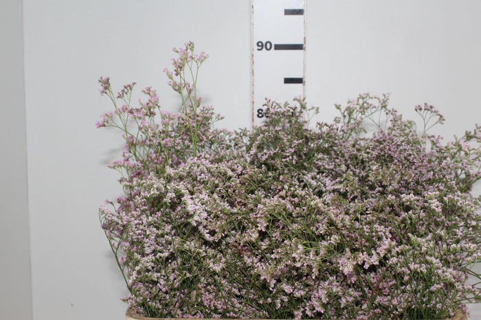 <h4>LIMONIUM 070 CM ROSA</h4>