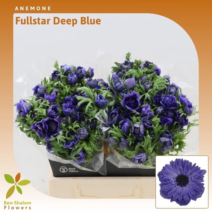 <h4>Anemone Fullstar Deep Blue</h4>