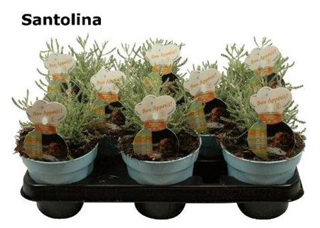 <h4>Santolina Olijvenkruid</h4>