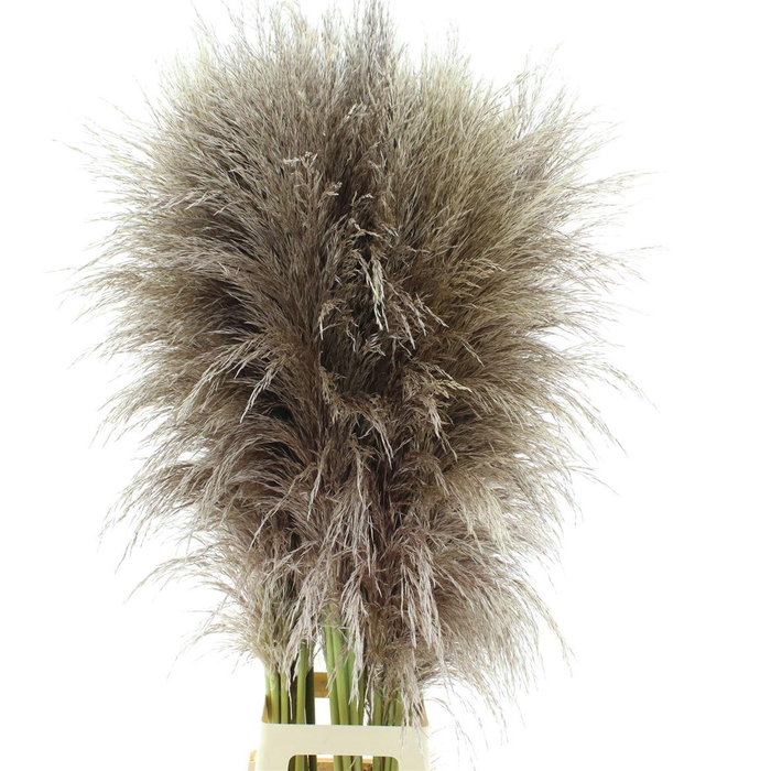 <h4>CORTA SILV MOUNTAIN FRESH!</h4>