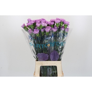 Dianthus St Florigene Moonaqua