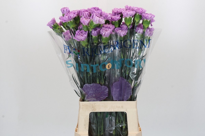 <h4>Dianthus St Florigene Moonaqua</h4>