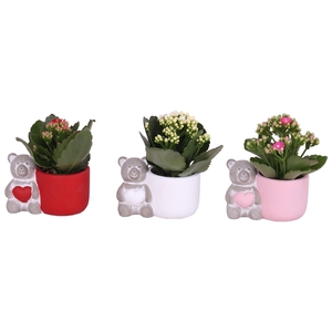 Valentine Arr. Indoor Ceramic Lovebearpot Heart Ø14cm 1PP