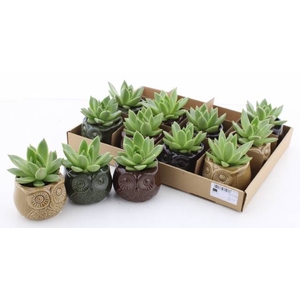 ARR SUCCULENTEN