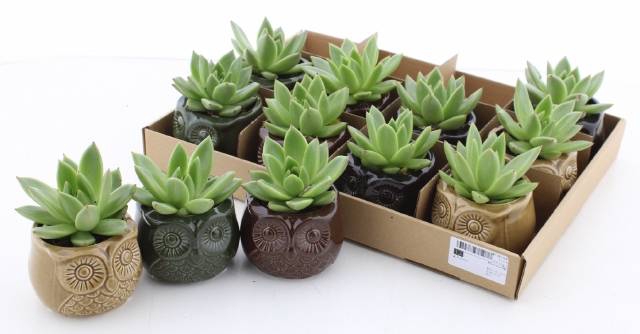 <h4>ARR SUCCULENTEN</h4>