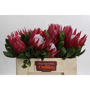 Protea Cynaroides Madiba