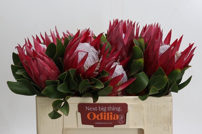 <h4>Protea Cynaroides Madiba</h4>