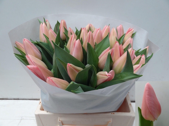 <h4>TU EN SALMON DESSERT</h4>