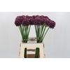 Allium Purple Mystery