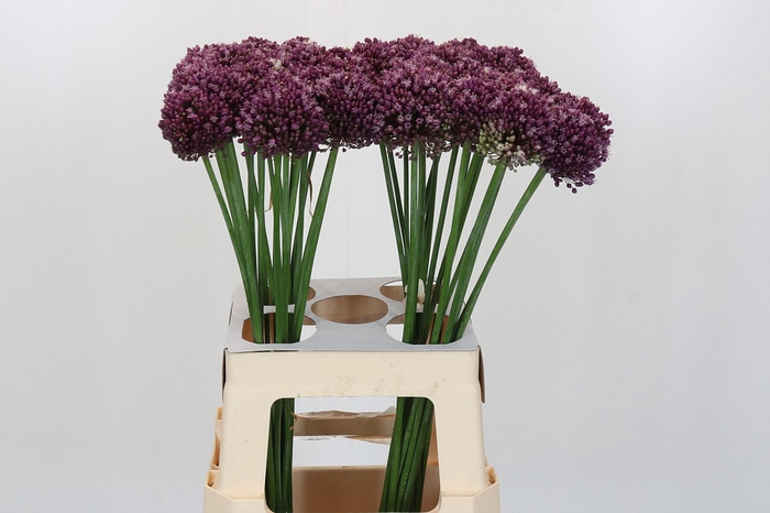 Allium Purple Mystery